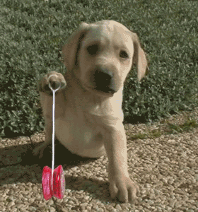 gif animado gracioso: perro jugando